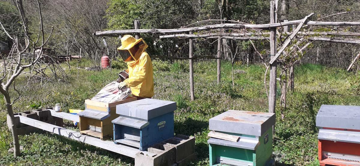 images/g-orto/Madre-Terra-Libera-Api-1.jpg#joomlaImage://local-images/g-orto/Madre-Terra-Libera-Api-1.jpg?width=1200&height=554