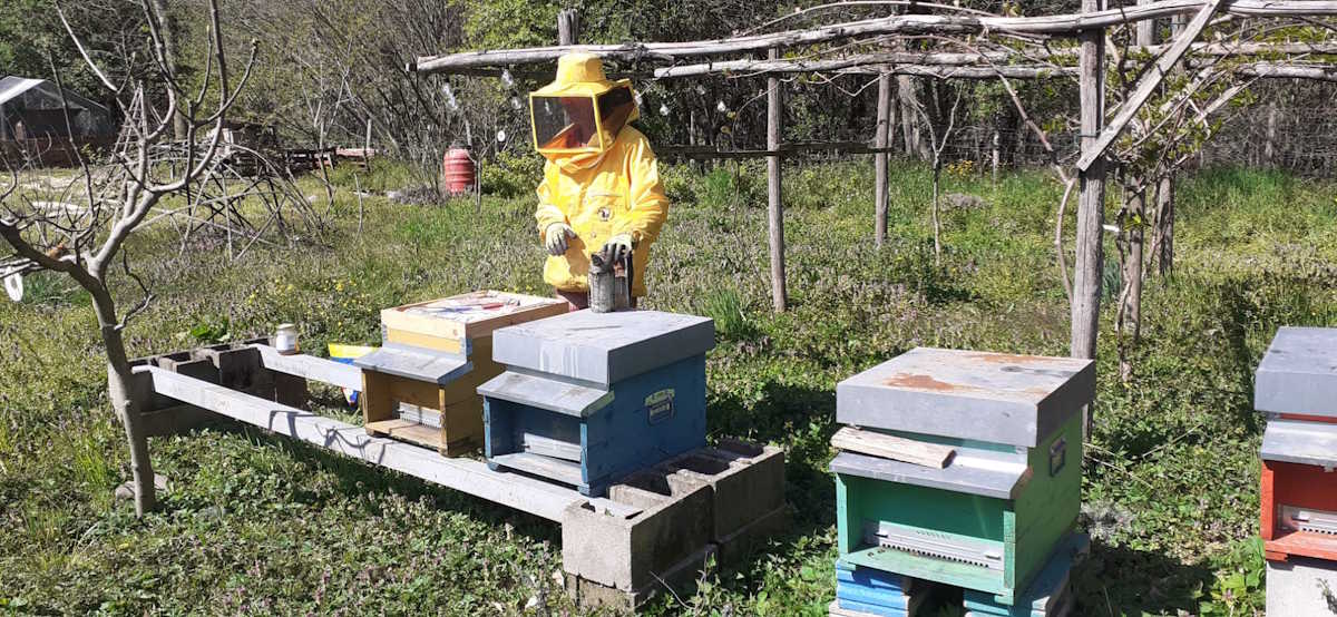 images/g-orto/Madre-Terra-Libera-Api-2.jpg#joomlaImage://local-images/g-orto/Madre-Terra-Libera-Api-2.jpg?width=1200&height=554