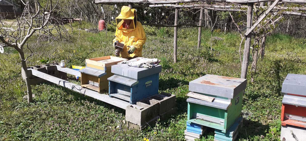 images/g-orto/Madre-Terra-Libera-Api.jpg#joomlaImage://local-images/g-orto/Madre-Terra-Libera-Api.jpg?width=1200&height=554