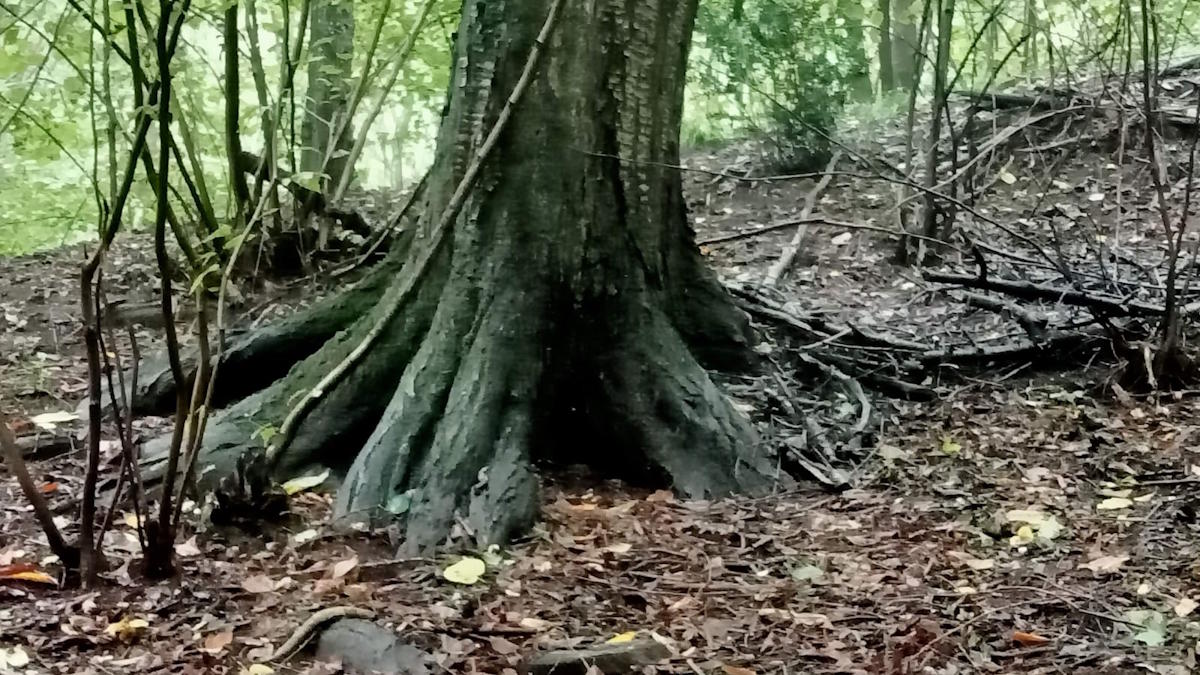 images/madreterralibera/Madre-Terra-Libera-3.jpg#joomlaImage://local-images/madreterralibera/Madre-Terra-Libera-3.jpg?width=1200&height=675