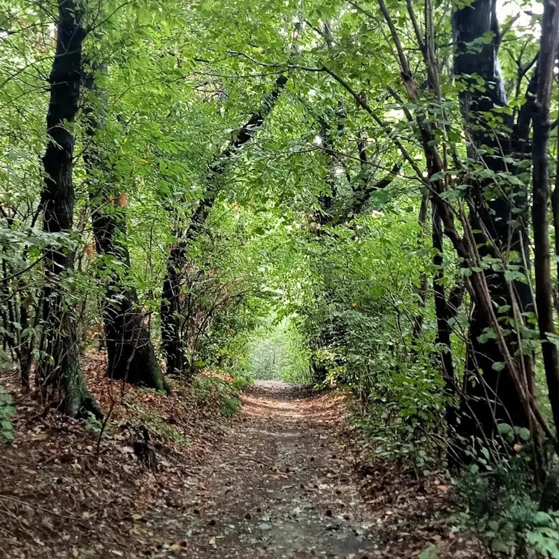 images/madreterralibera/Madre-Terra-Libera-4.jpg#joomlaImage://local-images/madreterralibera/Madre-Terra-Libera-4.jpg?width=800&height=800