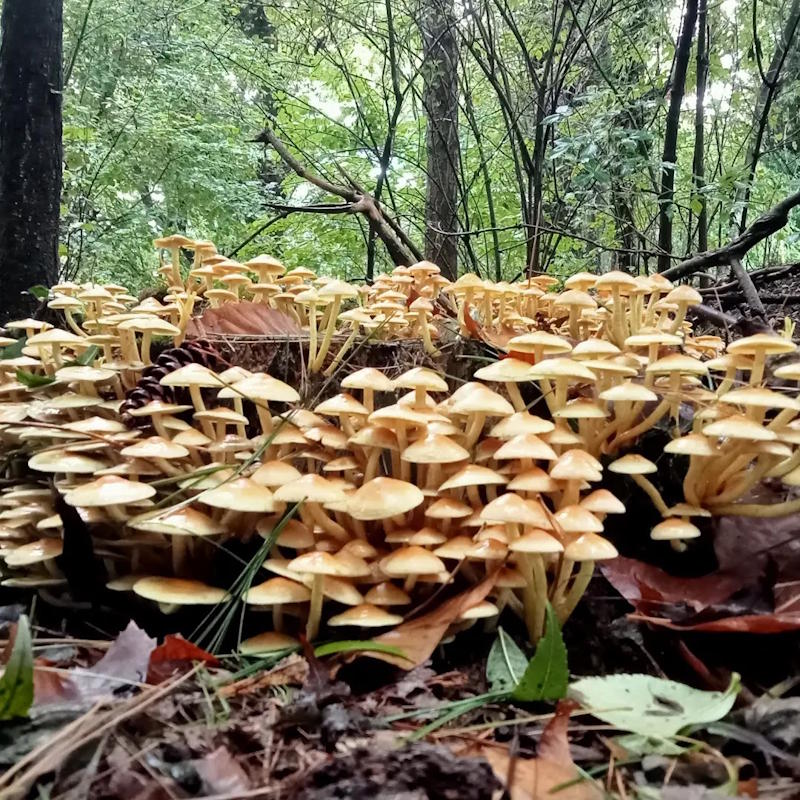 images/madreterralibera/Madre-Terra-Libera-5.jpg#joomlaImage://local-images/madreterralibera/Madre-Terra-Libera-5.jpg?width=800&height=800